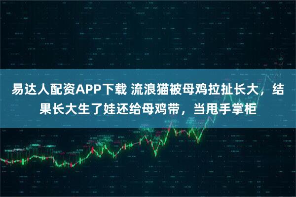 易达人配资APP下载 流浪猫被母鸡拉扯长大，结果长大生了娃还给母鸡带，当甩手掌柜