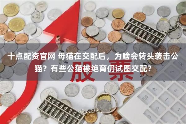 十点配资官网 母猫在交配后，为啥会转头袭击公猫？有些公猫被绝育仍试图交配？