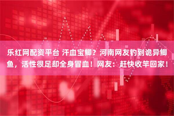 乐红网配资平台 汗血宝鲫？河南网友钓到诡异鲫鱼，活性很足却全身冒血！网友：赶快收竿回家！