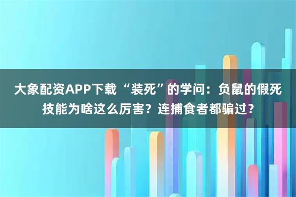 大象配资APP下载 “装死”的学问：负鼠的假死技能为啥这么厉害？连捕食者都骗过？